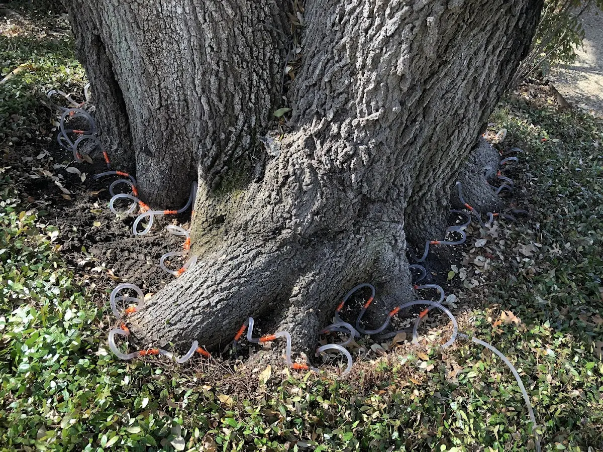 Detailed Tree Cabling and Bracing job site in Salesville