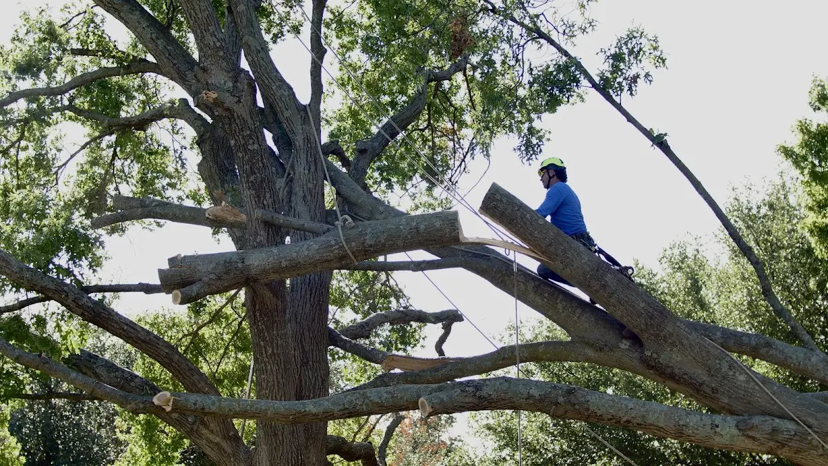 Professional Crown Thinning performed by certified arborists in Salesville