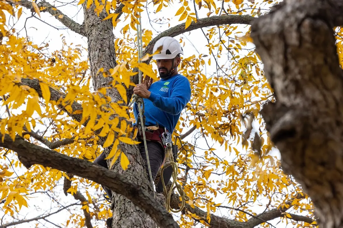 Skilled Storm Damage Cleanup crew working in Salesville